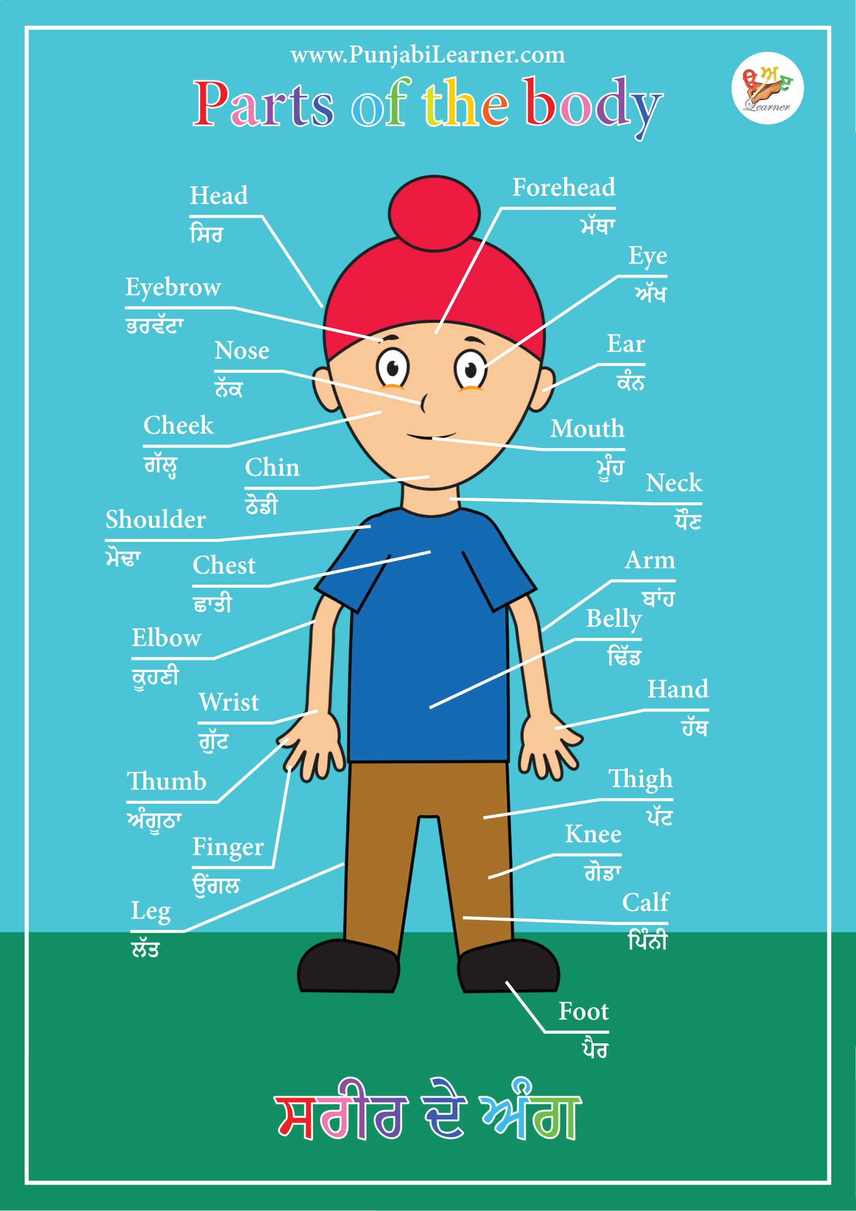 parts of body name in english to punjabi